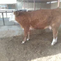 گاو شنگل تلیسه گوساله