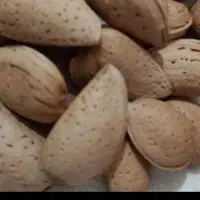 بادام شیرین درشت دیمه کوهی و اصیل