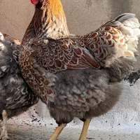 ویاندوت ویاندوت بلورد|حیوانات مزرعه|تهران, امام خمینی|دیوار