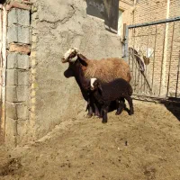 میش وبره افشاری