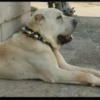 سگ. دلاور   گردن  کلفت سنگین وزن..