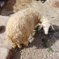 میش جوان|حیوانات مزرعه|خوسف, |دیوار