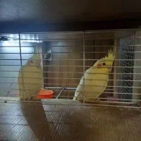 عروسی هلندی