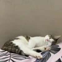 واگذاری گربه نر مهربان و اهلی|گربه|تهران, دانشگاه شریف|دیوار