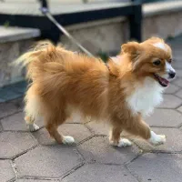 سگ پامریان آپارتمان