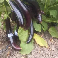 بادمجون و بذر بادمجون