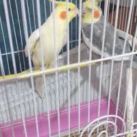 دوعدد عروس هلندی سرحال