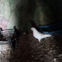 کبوتر پرشی|پرنده|اردکان, |دیوار