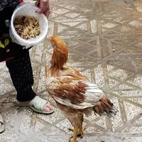 جوجه خروس لاری اصل ذات دار|حیوانات مزرعه|زاوه, |دیوار