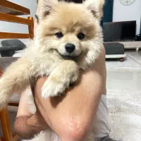 سگ پامر واگذاری