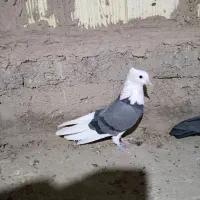 سبز پلنگ ماده کلای|پرنده|بم, |دیوار