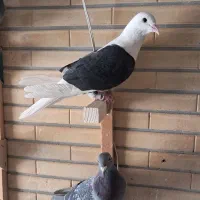 دوکت پلاکی سیاه|پرنده|شاهین‌شهر, نبوت|دیوار