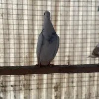 کبوتراصیل تیپلر انگلیسی|پرنده|تهران, شهرک آزادی|دیوار