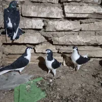 کفتر بوم|پرنده|مشهد, شهرک شیرین|دیوار