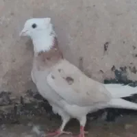 کفتر شازده زرد