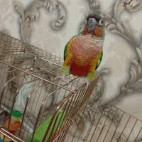 پرنده طوطی سالم