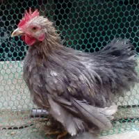 قفس. کوشین|لوازم جانبی حیوانات|مشهد, حجت|دیوار