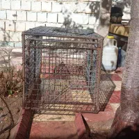 قفس طوری سنگین از آرماتور و طور فلزی|لوازم جانبی حیوانات|میاندوآب, |دیوار