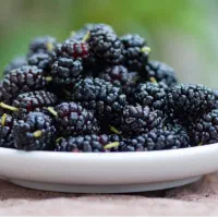 شاتوت|خوردنی و آشامیدنی|تهران, هفت چنار|دیوار