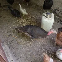 ۳عددبوقلمون|حیوانات مزرعه|همدان, |دیوار