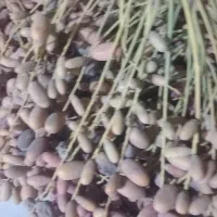 خرما و چیس|لوازم جانبی حیوانات|اهواز, کوی علوی|دیوار