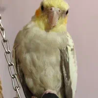 عروس هلندی ماده|پرنده|کارون, |دیوار