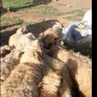 میش و بره