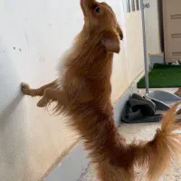 اشپیتز روباهی نر