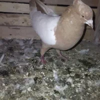 سروته نر مست