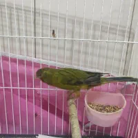 نر و ماده سالم|پرنده|رشت, صفاری|دیوار