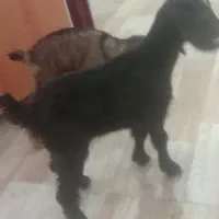 سه عدد بزغاله شیری پنج روزه