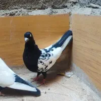کفتر سینه سیاه نرتک باتخم جوجه شده معاوضه با پرنده|پرنده|مشهد, منزل آباد|دیوار
