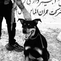 سگ دوبرمن رتوایلر میکس حرفه ایی(روترمن)