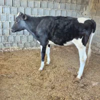 گوساله ماده