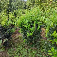 فروش گل و گیاه|خدمات باغبانی و درختکاری|رودسر, |دیوار