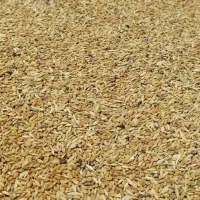 جوگندم|گل و گیاه طبیعی|بهبهان, |دیوار