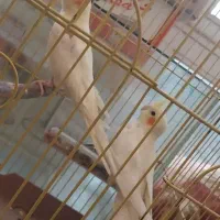 عروس هلندی ۵ماهه