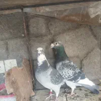 پلاکی ابلغ|حیوانات|مهریز, |دیوار