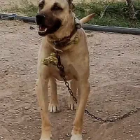 سگ سرابی نگهبان