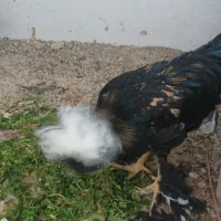 مرغ سلطان|حیوانات مزرعه|بندر دیر, |دیوار