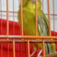 قناری زیتونی و یک سرخ