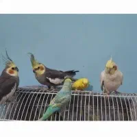 طوطی ۵۰۰ هزار تومان دانه ای