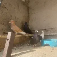 کبوتر