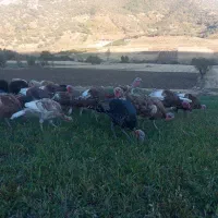 بوقلمون محلی|حیوانات مزرعه|بانه, |دیوار