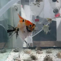 ماهی انجل نر|ماهی|بجنورد, |دیوار