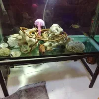 اکواریوم