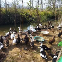 فروش تعدادی از اردک های گوشتی|حیوانات مزرعه|لنگرود, |دیوار