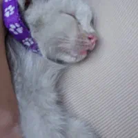 گمشده خواهش میکنم هرکی پیداش کرد بهم زنگ بزنه|حیوانات|لاهیجان, یحی آباد|دیوار