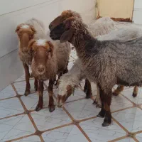 ماشهر ،چمران جراحی خیابان حجت پنچ