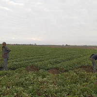 نی 20میلیون|عمده‌فروشی|خان ببین, |دیوار